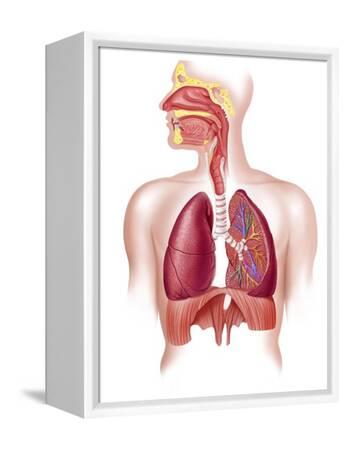 Human respiratory system diagram Black and White Stock Photos & Images -  Alamy